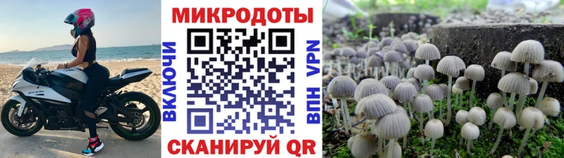 Псилоцибиновые грибы Cubensis  Купить  Щёлково 